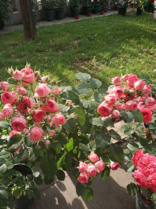 IMG_20180510_072331.jpg