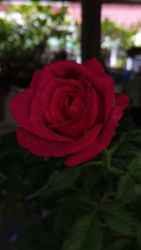 IMG_20180510_080838.jpg