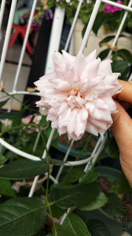 IMG20180509152537.jpg