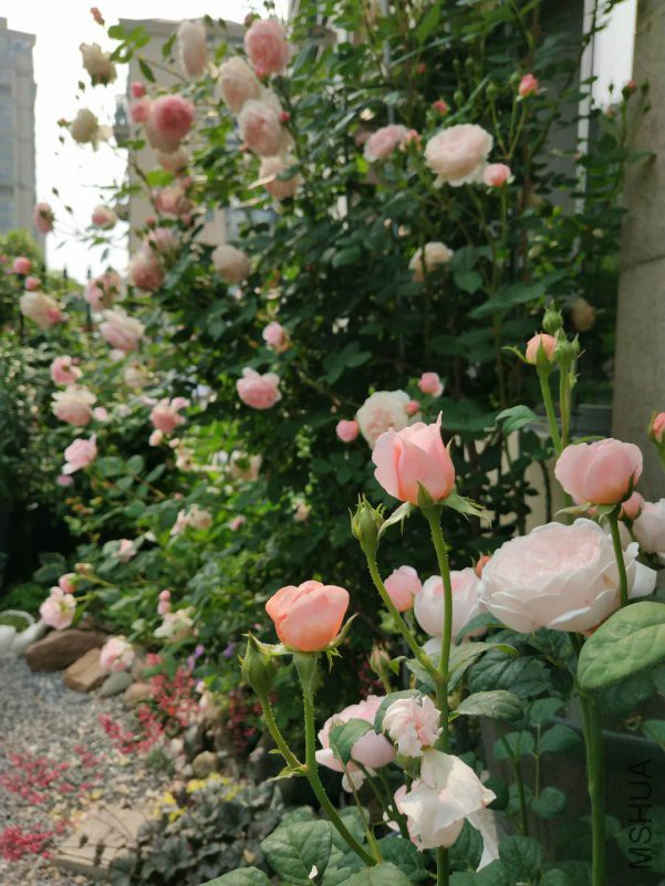 ΢��ͼƬ_20180510145724.jpg