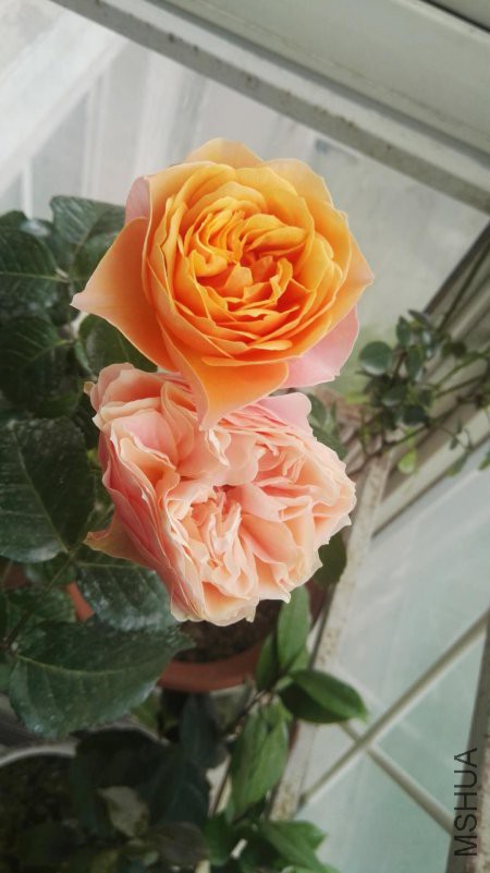 ΢��ͼƬ_20180510152039.jpg