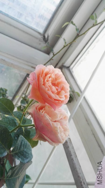 ΢��ͼƬ_20180510152056.jpg