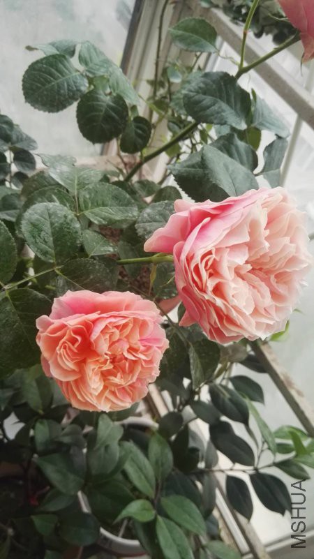 ΢��ͼƬ_20180510152059.jpg
