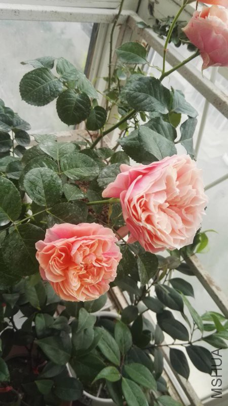 ΢��ͼƬ_20180510152105.jpg