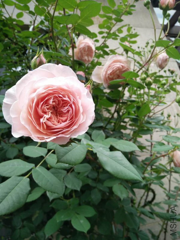 ΢��ͼƬ_20180510152631.jpg