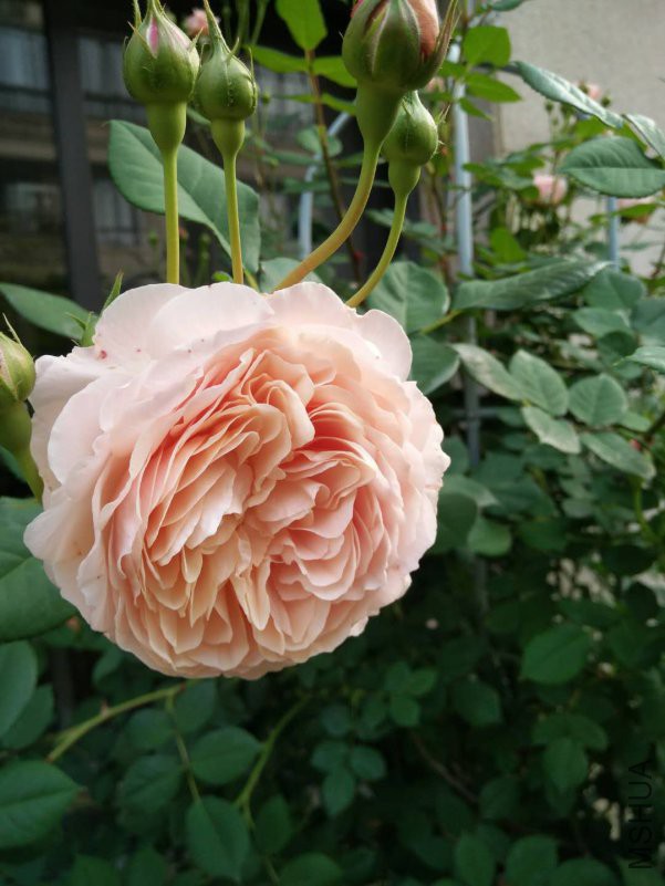 ΢��ͼƬ_20180510153137.jpg