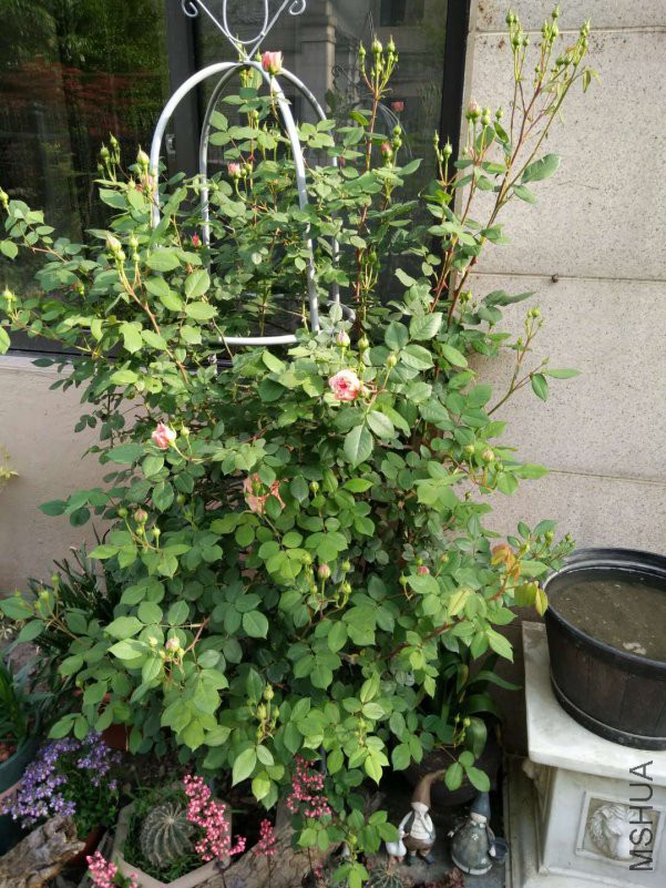 ΢��ͼƬ_20180510145356.jpg