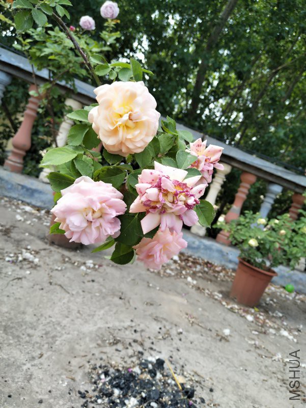 IMG_20180510_131923.jpg