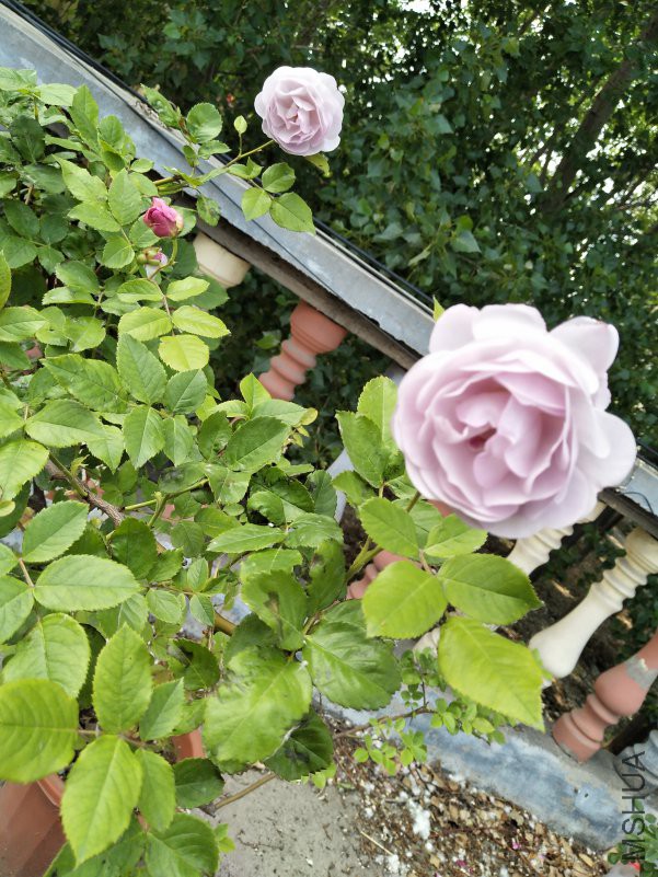 IMG_20180510_131917.jpg