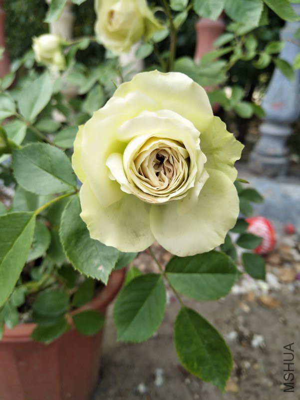 IMG_20180510_131900.jpg