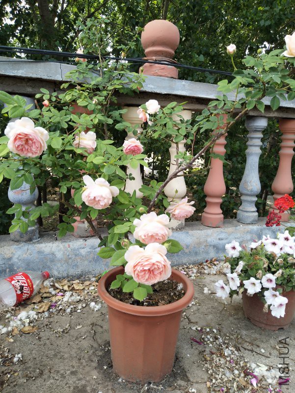 IMG_20180510_131849.jpg