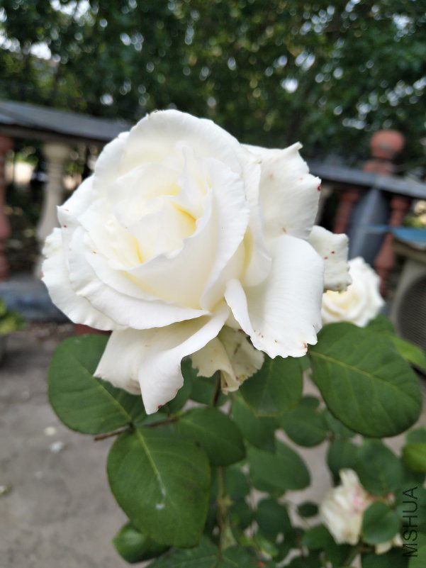 IMG_20180510_131830.jpg