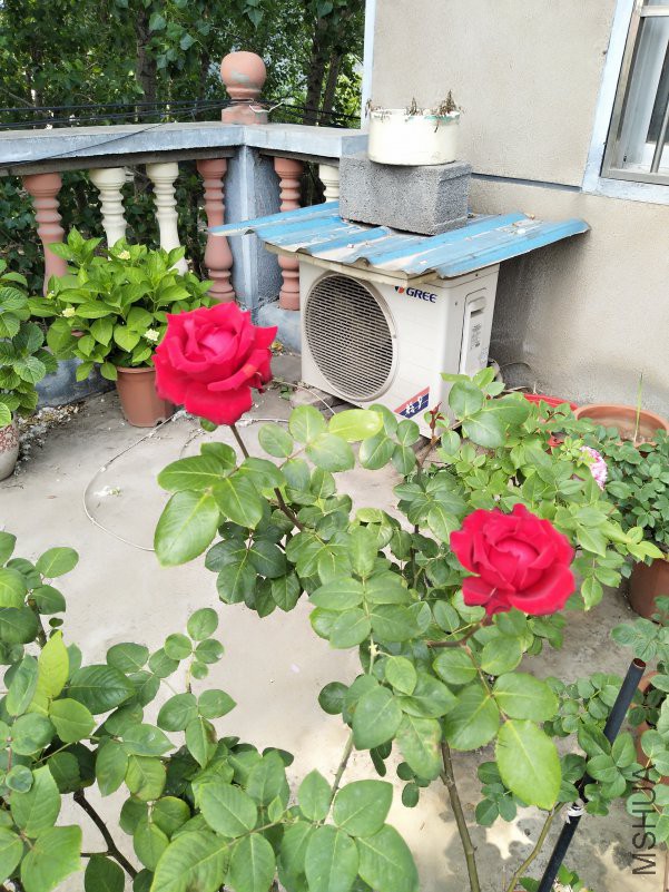 IMG_20180510_131832.jpg