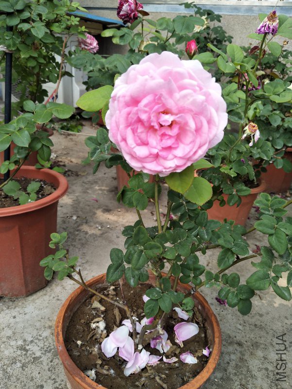 IMG_20180510_131821.jpg