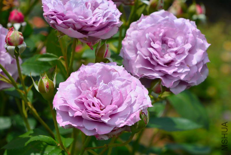 DSC_73860069.JPG