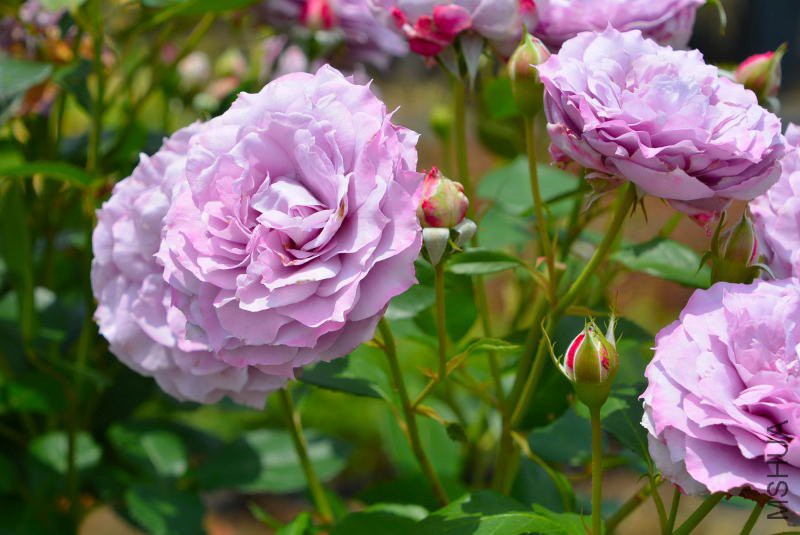 DSC_73880071.JPG