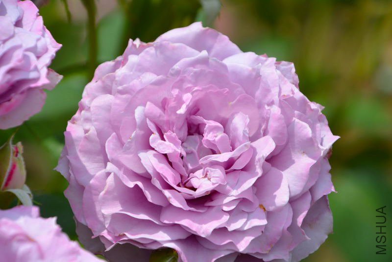 DSC_73910074.JPG