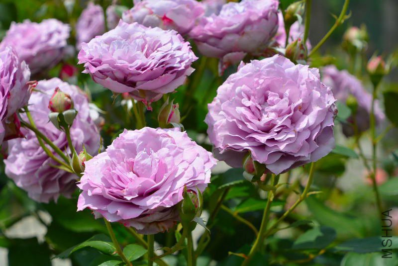 DSC_73930076.JPG