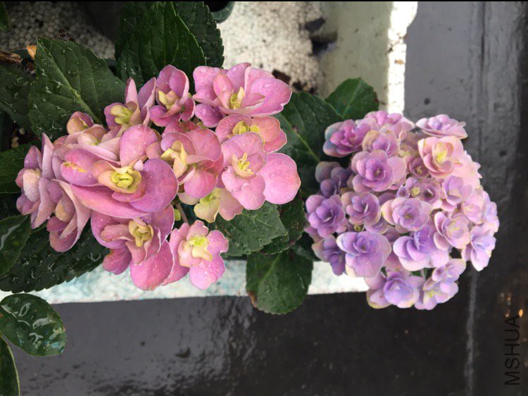���ǵ�С�翪�ıȴ����ö࣬�����ȷۣ�������˵�Ի��ͱ����ˣ����ǽ�����ˮ�ģ�û�ر��չˡ�P.S.������� ...