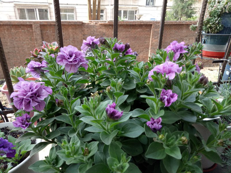 IMG20180508073721.jpg