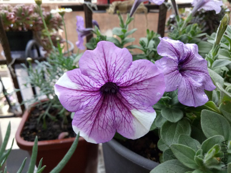 IMG20180506170930.jpg