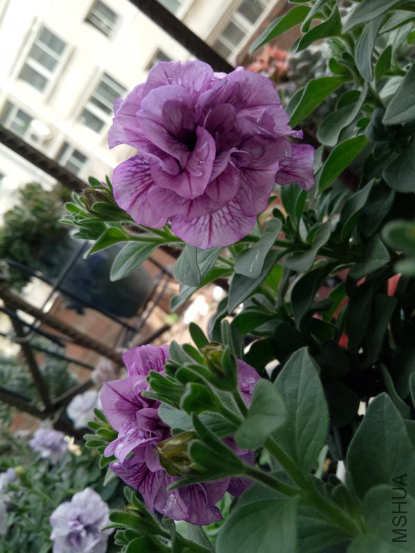 IMG20180506170950.jpg