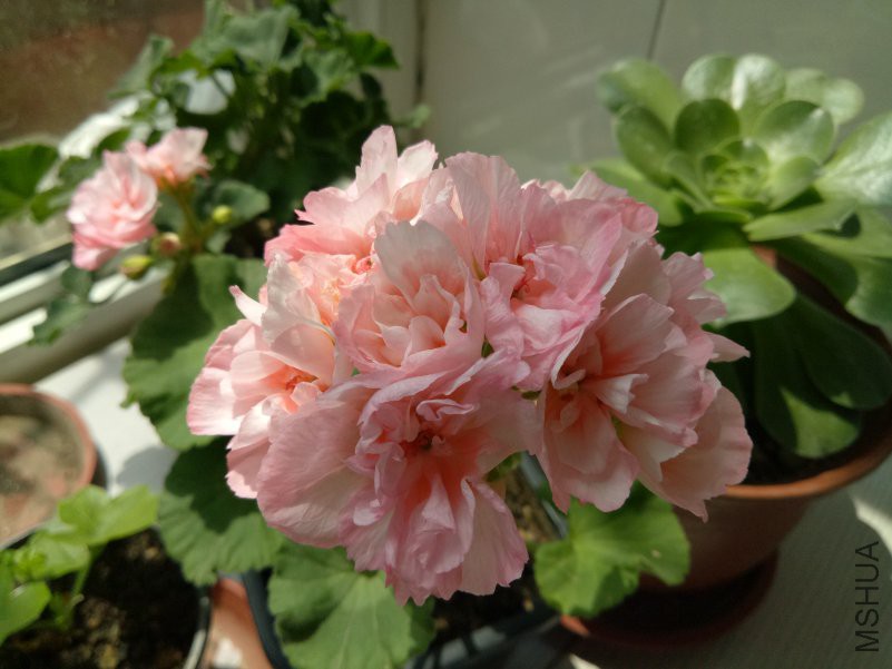 IMG20180509121053.jpg