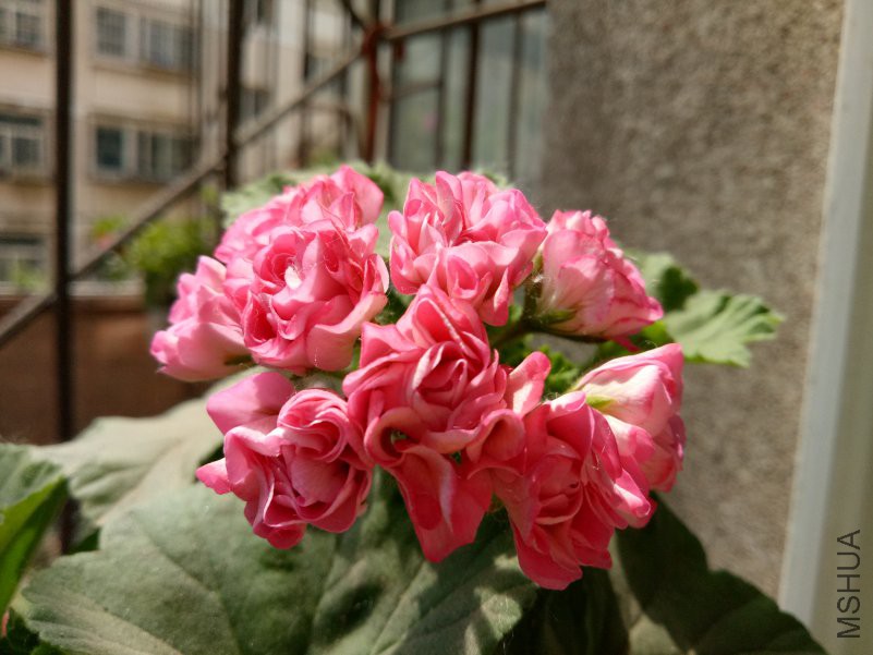 IMG20180509120452.jpg