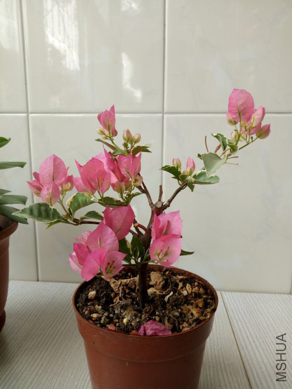 IMG20180510124114.jpg