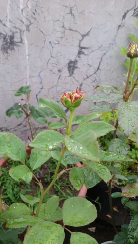 20180511_181839.jpg