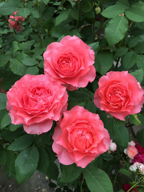 ɺ������ (2).JPG