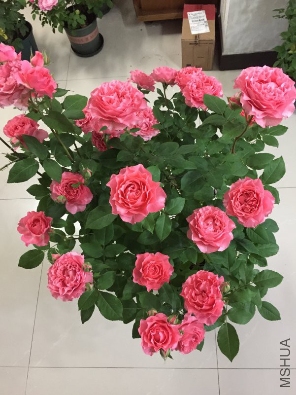 ɺ������ (4).JPG