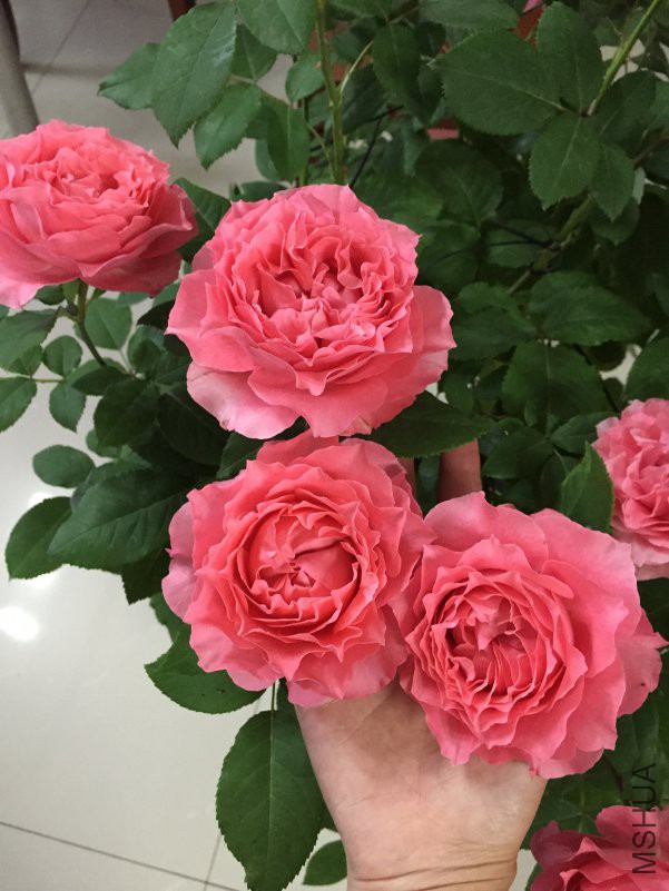 ɺ������ (5).JPG