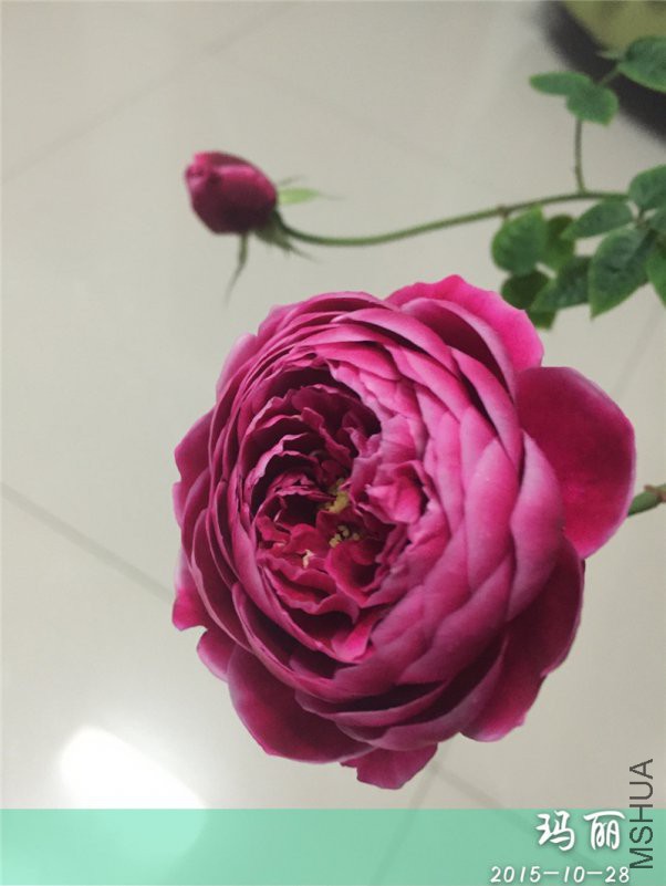 �½��ļ��� (3)IMG_3939(1).JPG