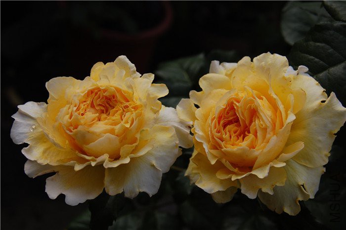 ������˹ (4).JPG