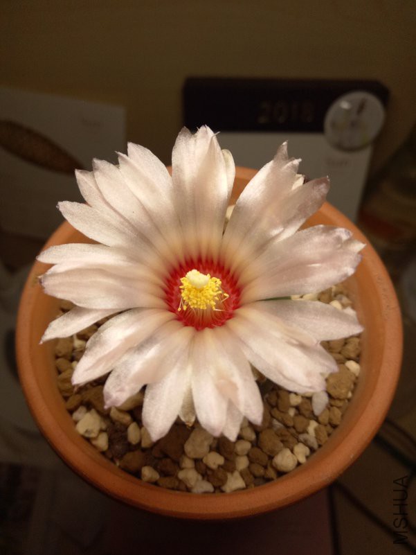 IMG20180422101244.jpg