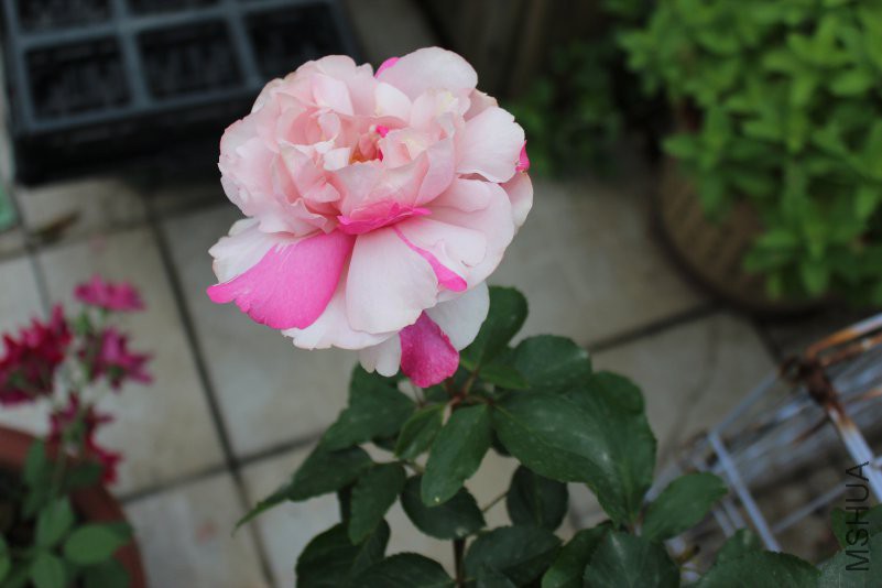 IMG_3261.JPG
