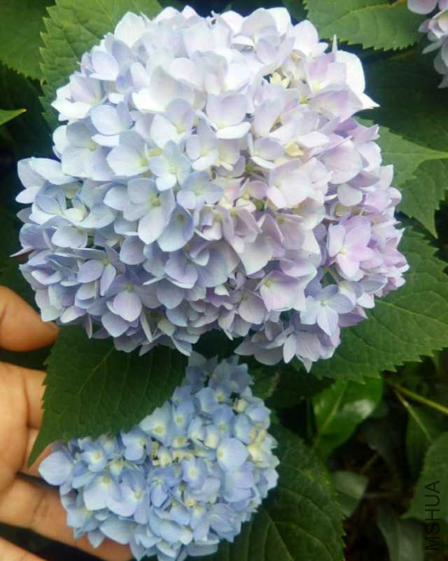 MA201805130749480080-02-000000000.jpg