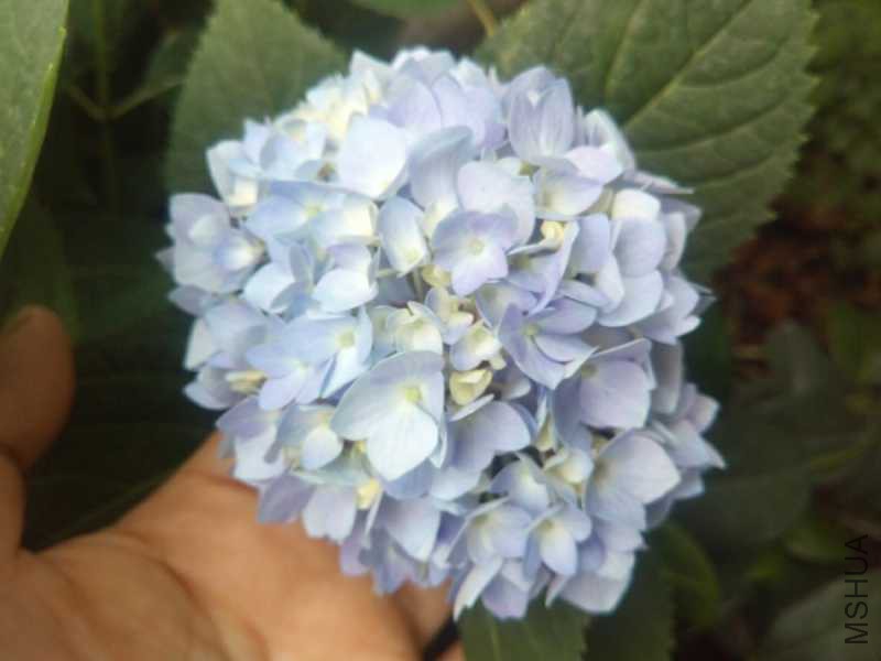 MA201805130748480001-01-000000000.jpg