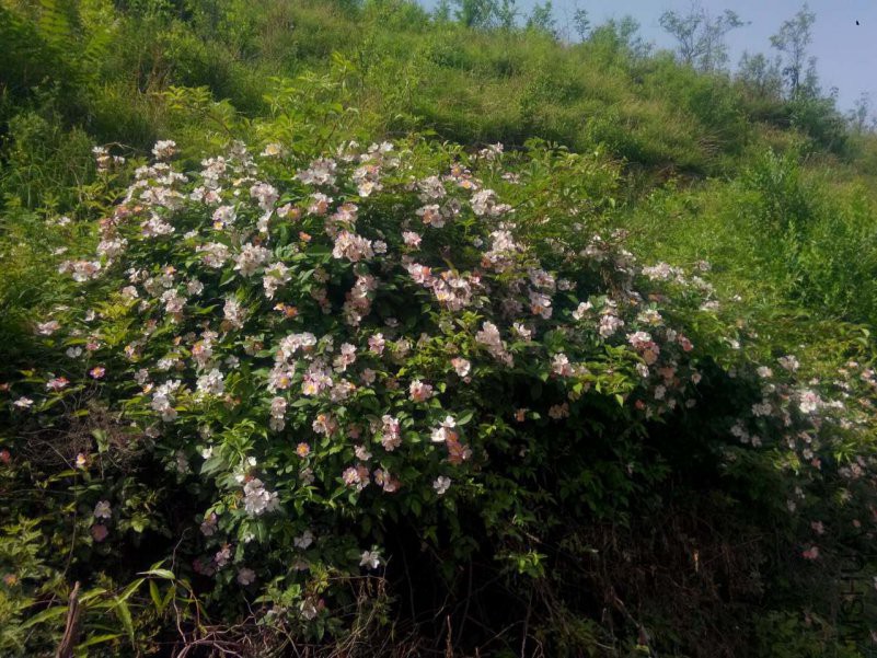 20180513104644.jpg