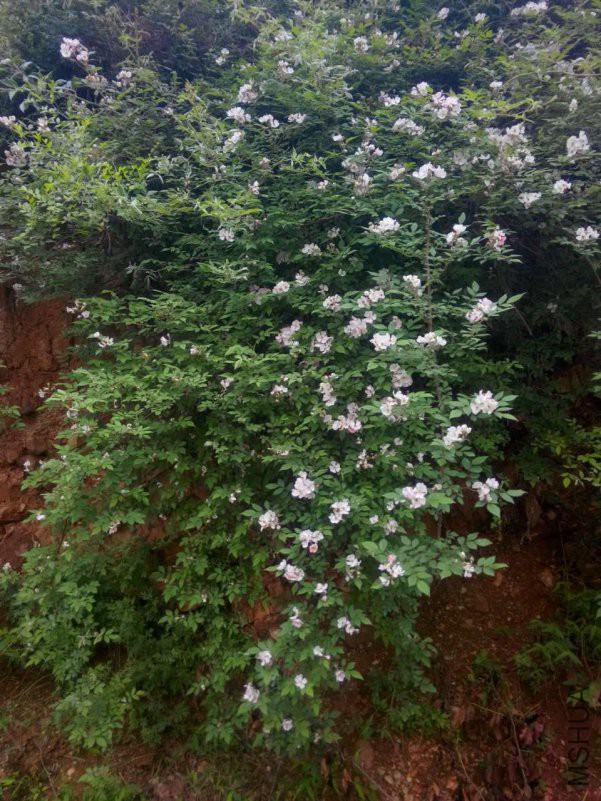 20180513110121.jpg