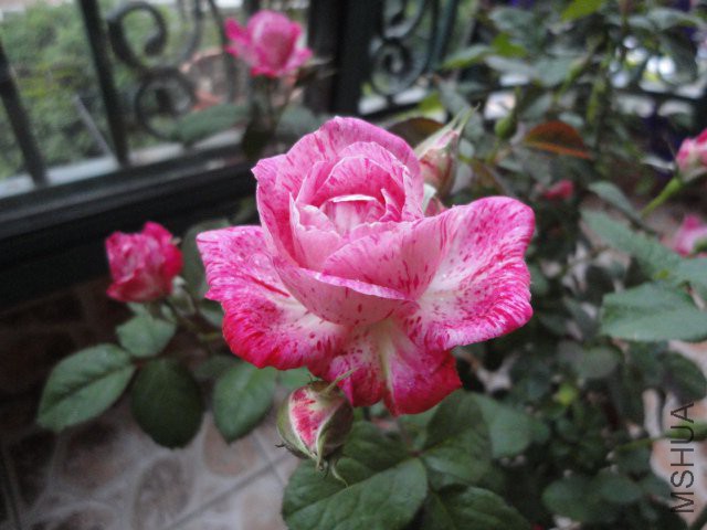 DSC01763.JPG