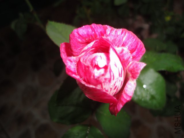 DSC01764.JPG