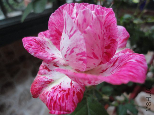 DSC01765.JPG