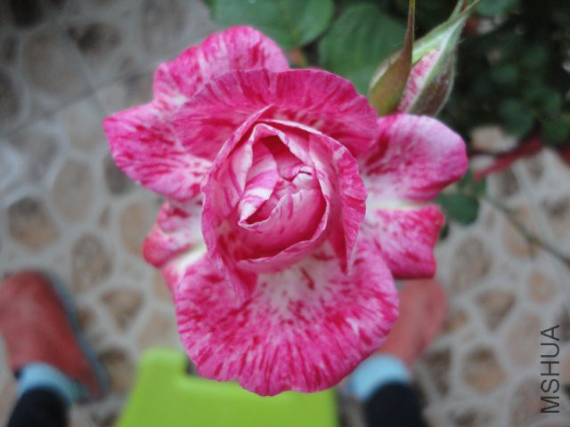 DSC01766.JPG