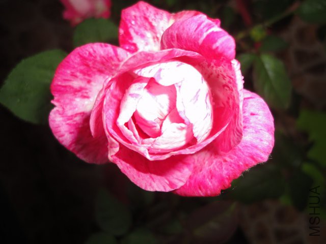DSC01767.JPG