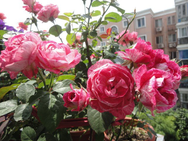 DSC01785.JPG
