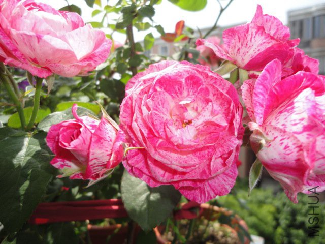 DSC01786.JPG
