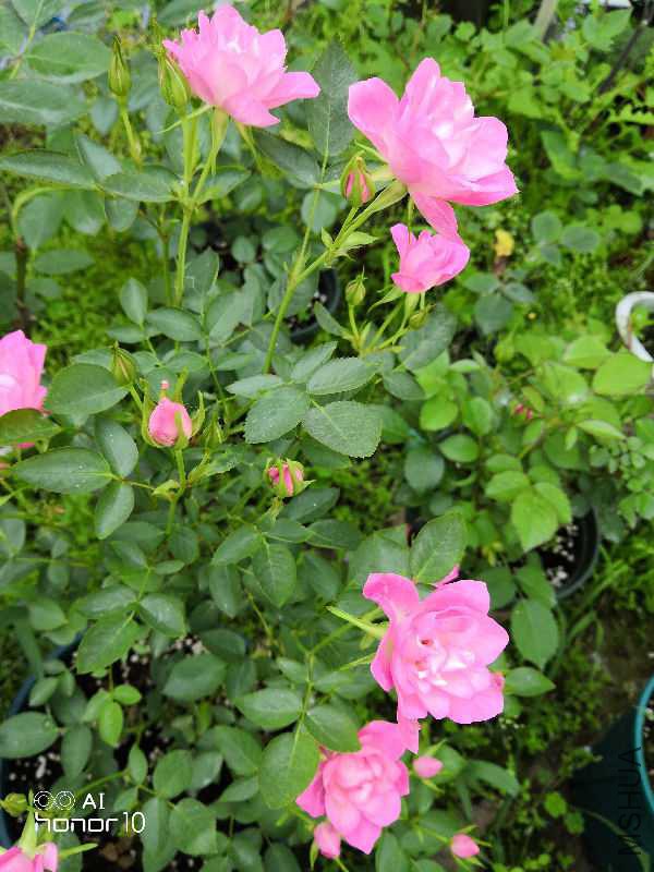 IMG_20180503_070939.jpg