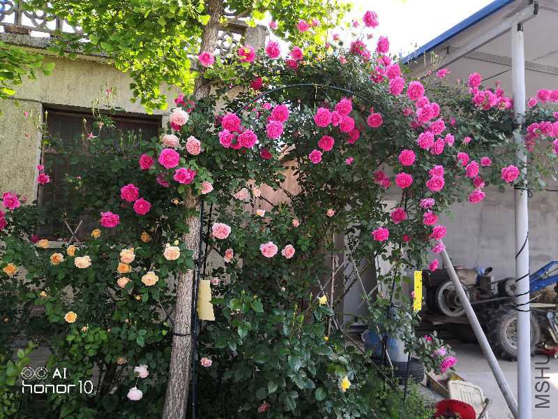 IMG_20180503_072439.jpg